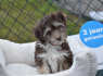 Havanese kucēni (1)