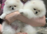 Pomeranijos šuniukai naujiems šeimininkams (2)