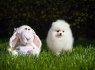 Pomeranijos šuniukai naujiems šeimininkams (5)