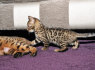 Du T. I. C. A Bengalijos kačiukai (1)