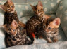 Gražūs Bengalijos kačiukai, skirti įvaikinti