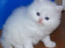 žavingas persų kačiukas, skirtas įvaikinti