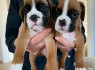 Parduodami puikūs bokserių šuniukai (2)