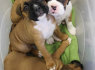 Parduodami puikūs bokserių šuniukai (3)