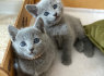 Galima rezervuoti grynai rusiškus mėlynus kačiukus (2)