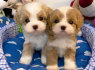 Parduodami Maltipoo šuniukai