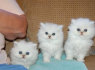 gražūs persų kačiukai įvaikinti