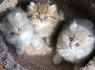 Nuostabūs pilni persų kačiukai (1)
