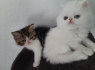 Parduodami gražūs Persų veislės kačiukai (1)