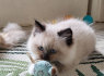 Gražūs pilni kilmės dokumentai registruoti Ragdoll kačiukai (2)