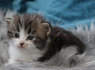 Žavingi Sibiro kačiukai (2)