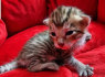 Galima įsigyti Pedigree Toyger kačiukų (2)