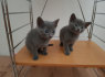 Galima rezervuoti grynai rusiškus mėlynus kačiukus (2)