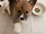 Velso Corgi Cardigan šuniukai (2)
