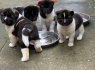 Pure Red Pedigree akita šuniukai