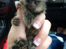 Parduodama miela beždžionė marmozetė