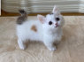Gražūs miniatiūriniai kačiukai (1)