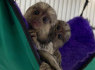 Žavi beždžionė marmozetė, skirta įvaikinti
