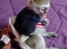 Galima registruota kapucinų beždžionė (1)