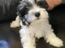 Nuostabūs registruoti Havanese šuniukai (2)