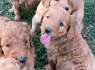 Gražūs Goldendoodle šuniukai