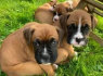 Gražūs bokserių šuniukai naujiems namams
