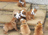 Anglų buldogų šuniukai naujiems namams