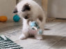 Gražūs registruoti Ragdoll kačiukai (2)