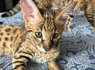 Galimi Savannah kačiukai (3)