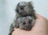 Parduodama beždžionių marmozetė