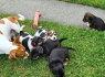 MINI Jack Russell šuniukai - liko 1 berniukas ir 4 mergaitės (4)