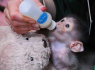 Namuose dresuotos kapucinų beždžionės, skirtos įvaikinti