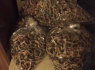 Magic Mushrooms for sale