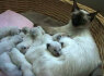 Balio kačiukai su kilmės dokumentais