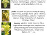 Parduodu vynuogių sodinukus (11)