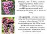 Parduodu vynuogių sodinukus (2)