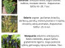 Parduodu vynuogių sodinukus (5)