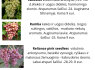 Parduodu vynuogių sodinukus (7)
