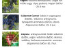 Parduodu vynuogių sodinukus (9)