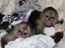 Mielos patelės ir patinėliai kapucinų beždžionėlės Įvaikinti