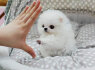 Arbatos puodelis Pomeranian skirtas pakeitimui