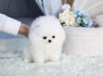 Arbatos puodelis Pomeranian skirtas pakeitimui (2)