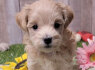 Galimi Maltipoo šuniukai
