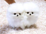 Pomeranian puppies for sell