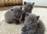 British shorthair kittens available