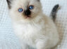 Ragdoll Katė