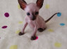 Sphynx Cat