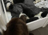 Gražūs, žaismingi F1 labradodai