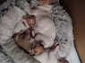 Gražūs čihuahua šuniukai Kc reg champ bloodlines