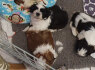 Įvaikinti nuostabūs Shih Tzu šuniukai